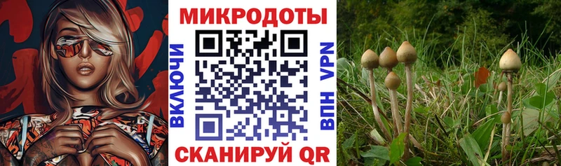Галлюциногенные грибы мицелий Губкинский